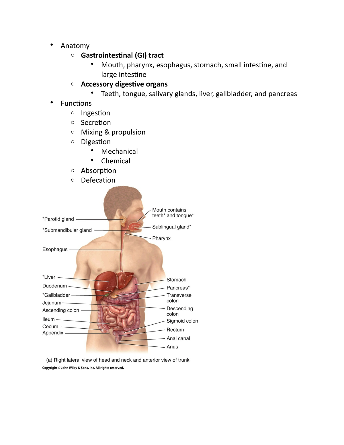 Digestive system - Anatomy o Gastrointestinal (GI) tract Mouth, pharynx ...