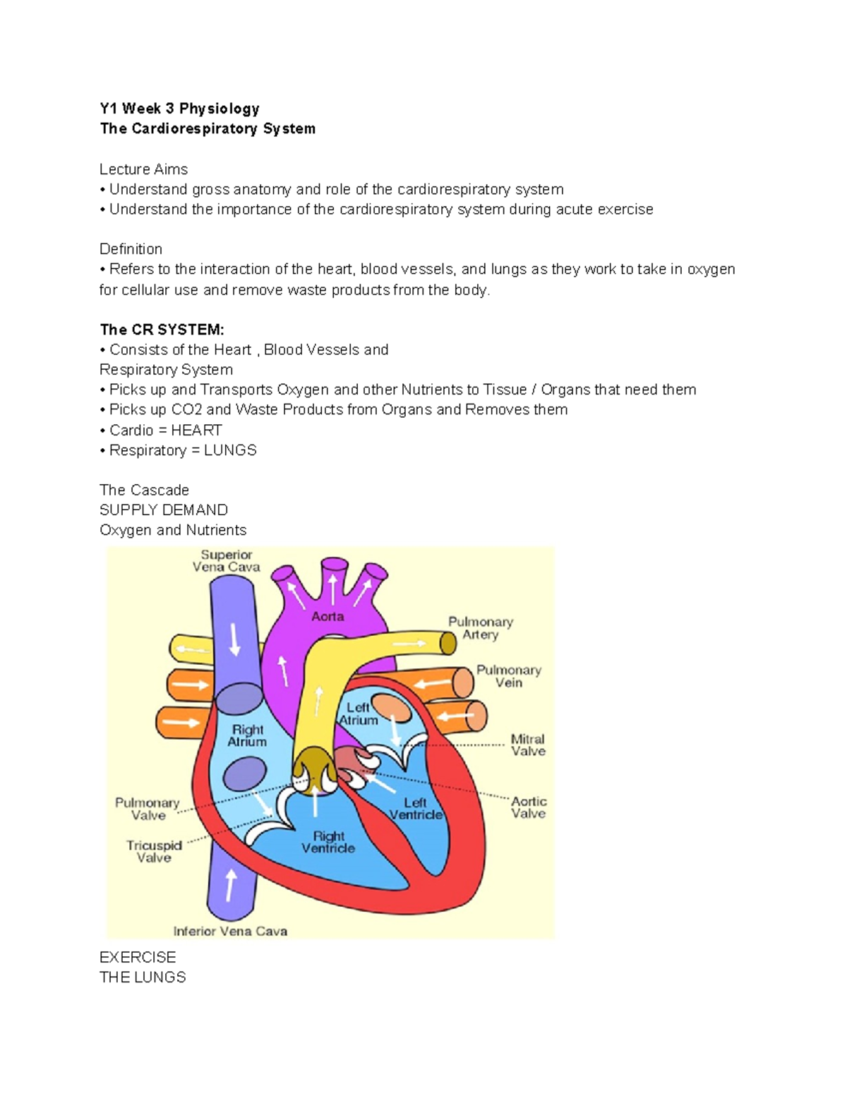 Y1 Week 3 Physiology Y1 Week 3 Physiology The Cardiorespiratory
