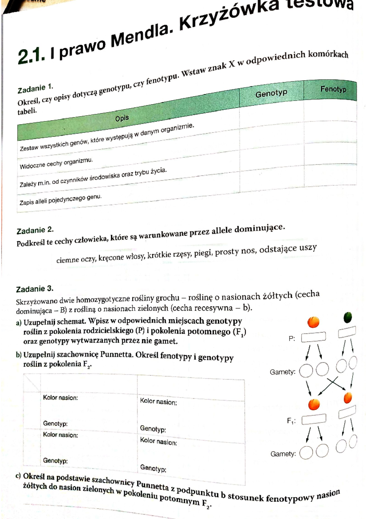 Biologia Sprawdzian Krzyżówki Genetyczne 3 Gim www.studocu.com