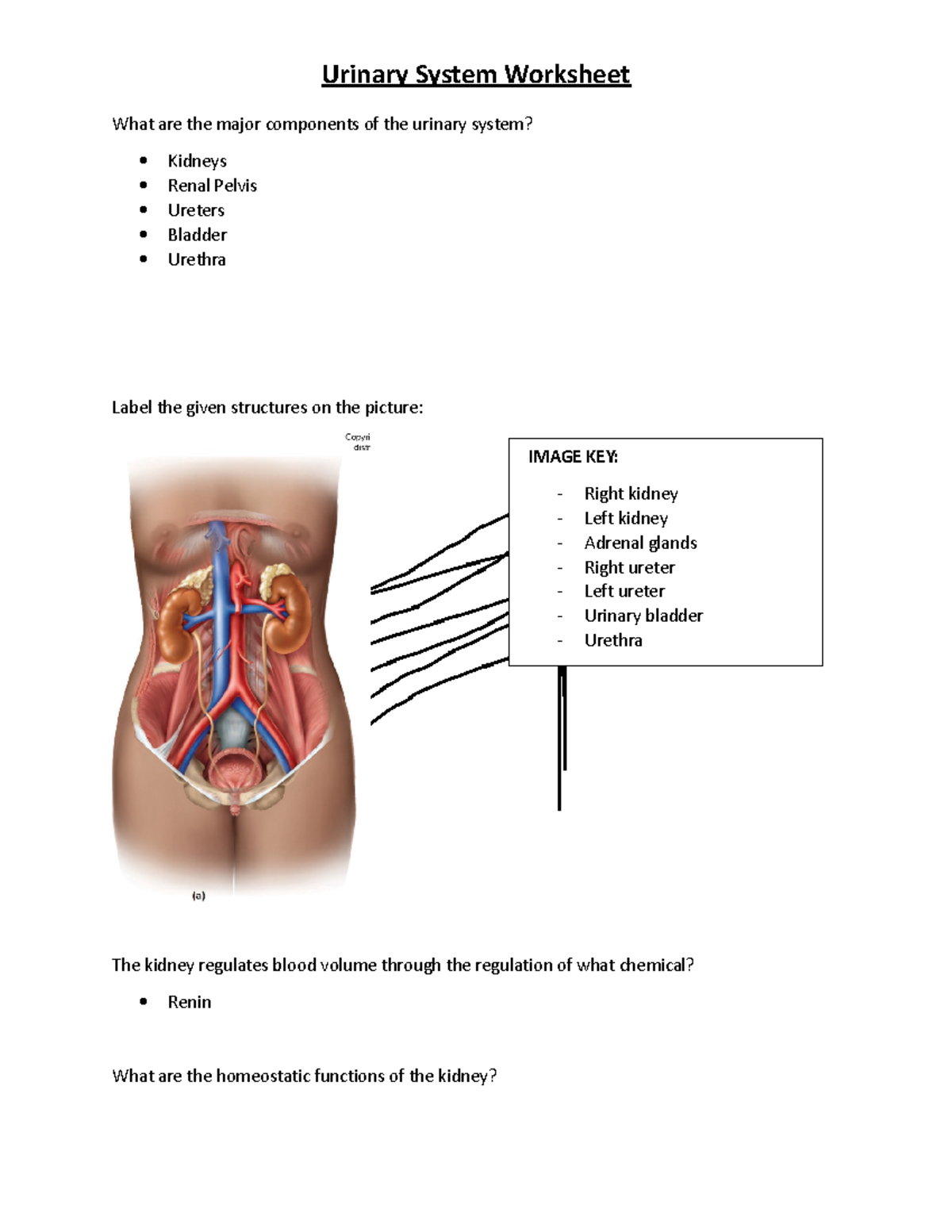 Urinary System Worksheet What Are The Major Components Of The Urinary