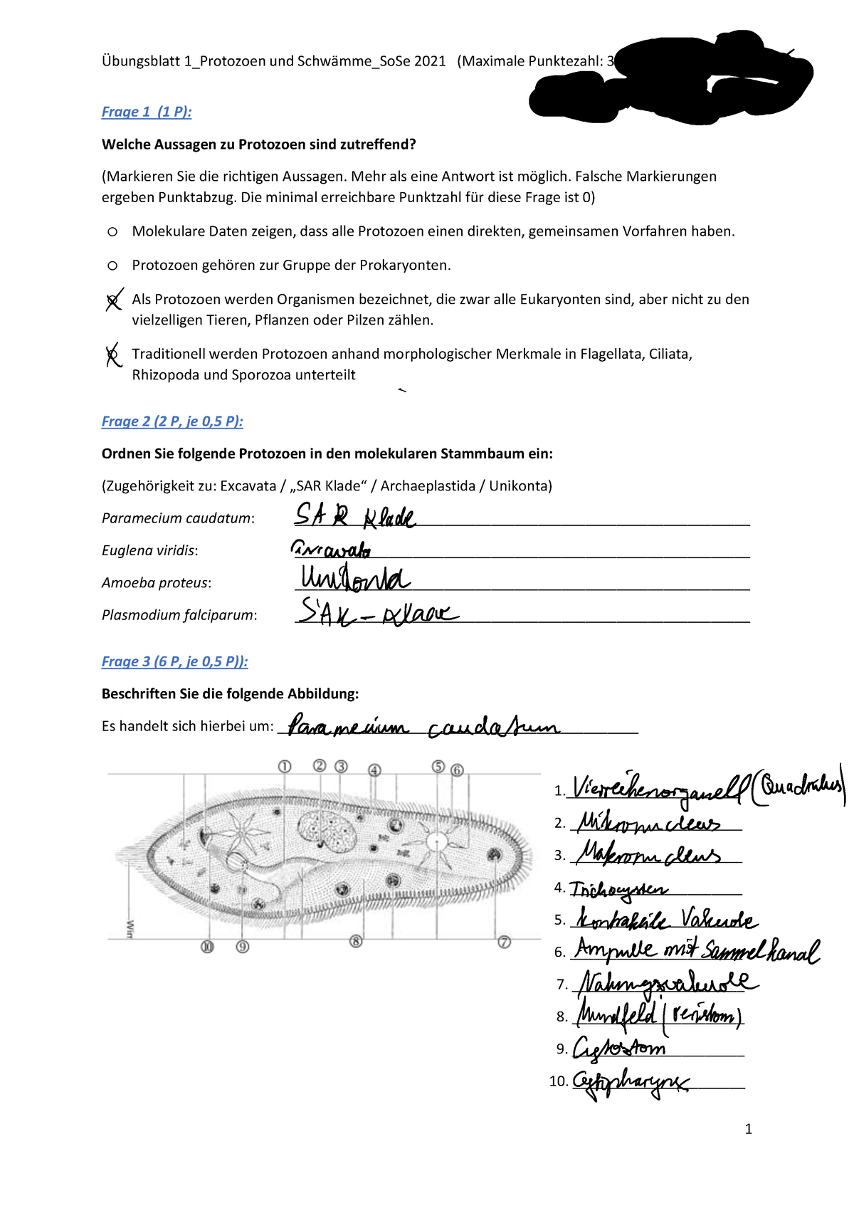 U Bungsblatt 1 Protozoen Und Schwa Mme - Frage 1 (1 P): Welche Aussagen ...