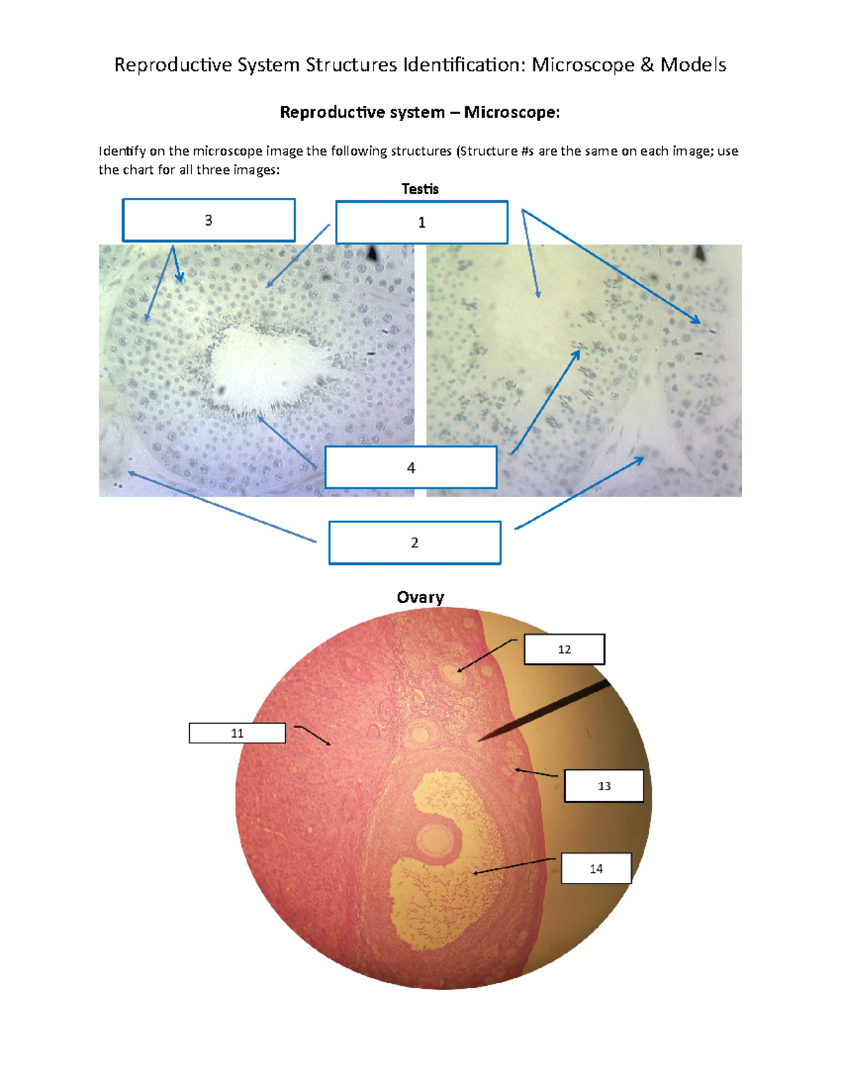 Wk4R Reproductive Online - Models & Microscope - Reproductive System ...