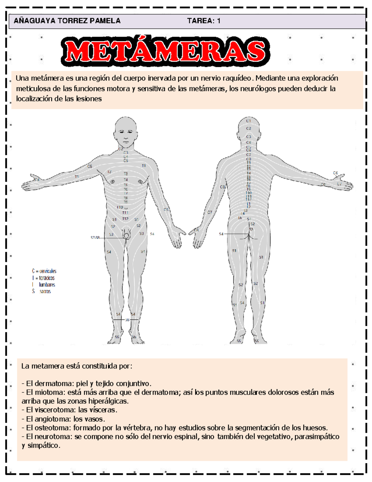 1 - resumen de tareas - Una met·mera es una regiÛn del cuerpo inervada ...