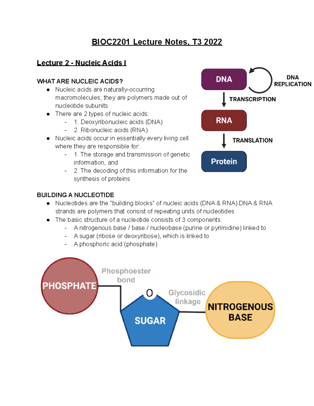 BIOC2201 Lecture Notes - Deoxyribonucleic acids (DNA) - 2. Ribonucleic ...