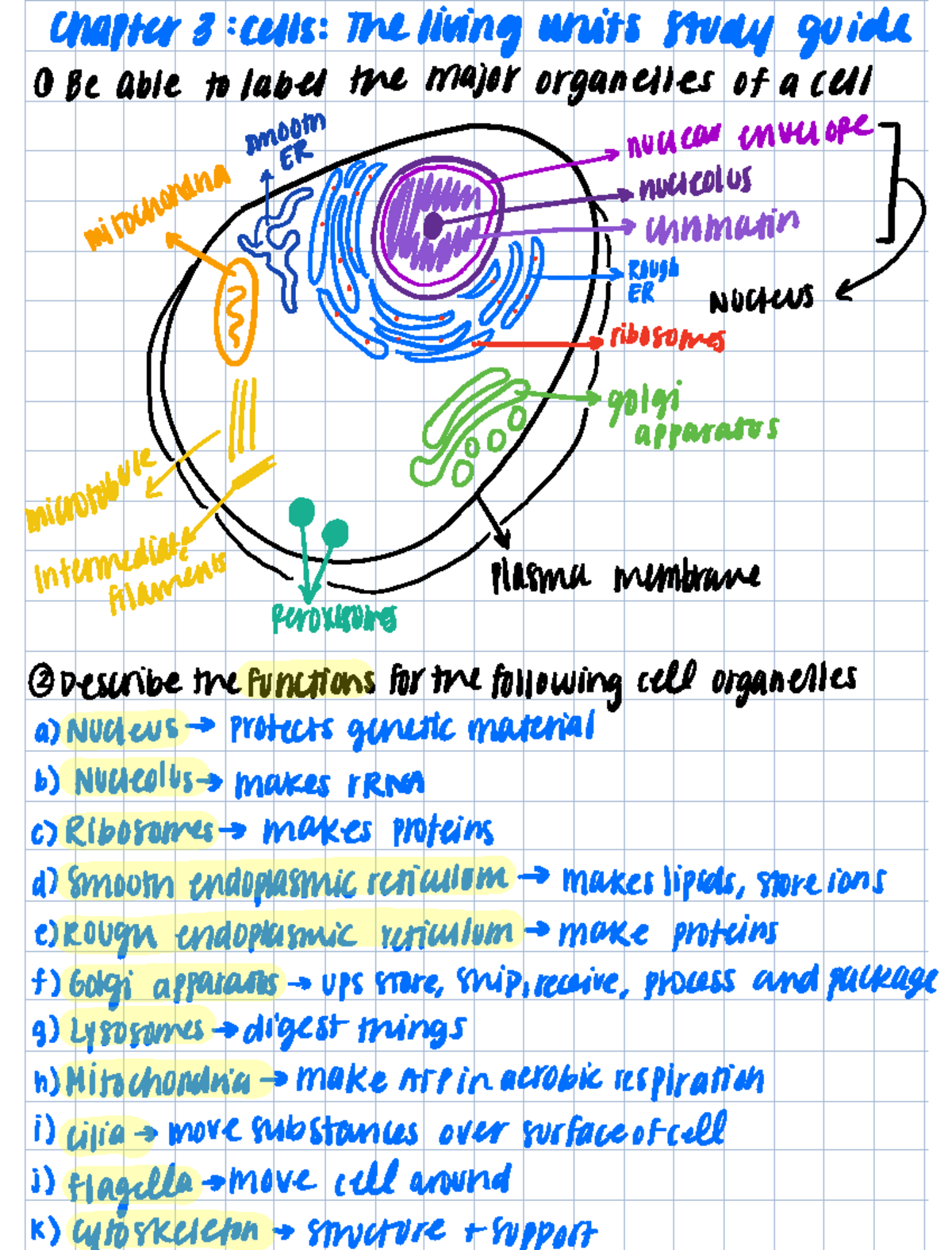 Chapter 3 Study Guide - Lecture notes 3 - Chapter 3 cells the living ...