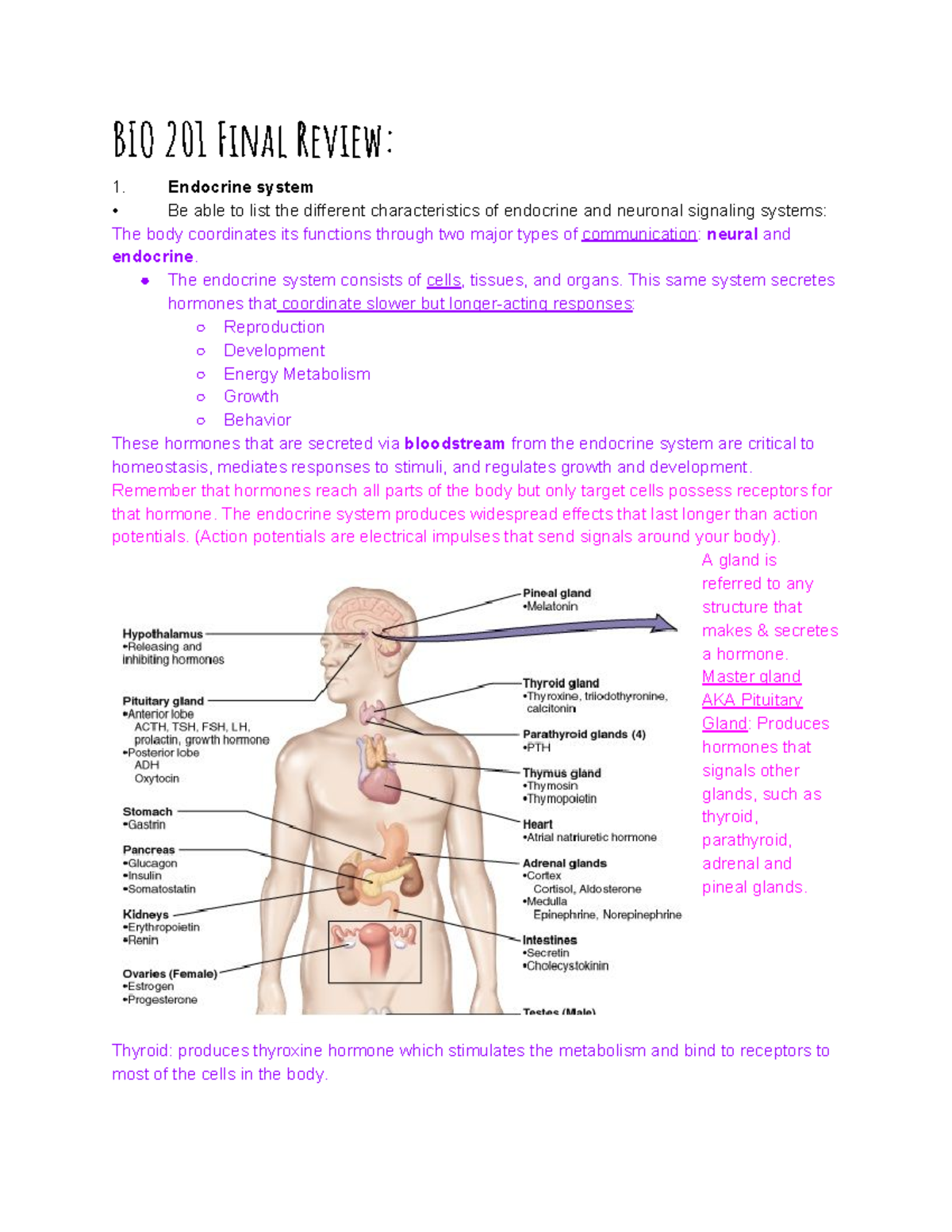 BIO 201 Final Exam Review - BIO 201 Final Review: Endocrine system Be ...