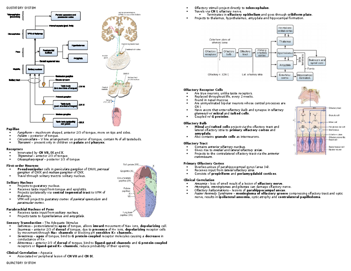 ANAT - Taste and Smell 20192020 - GUSTATORY SYSTEM Papillae Fungiform ...