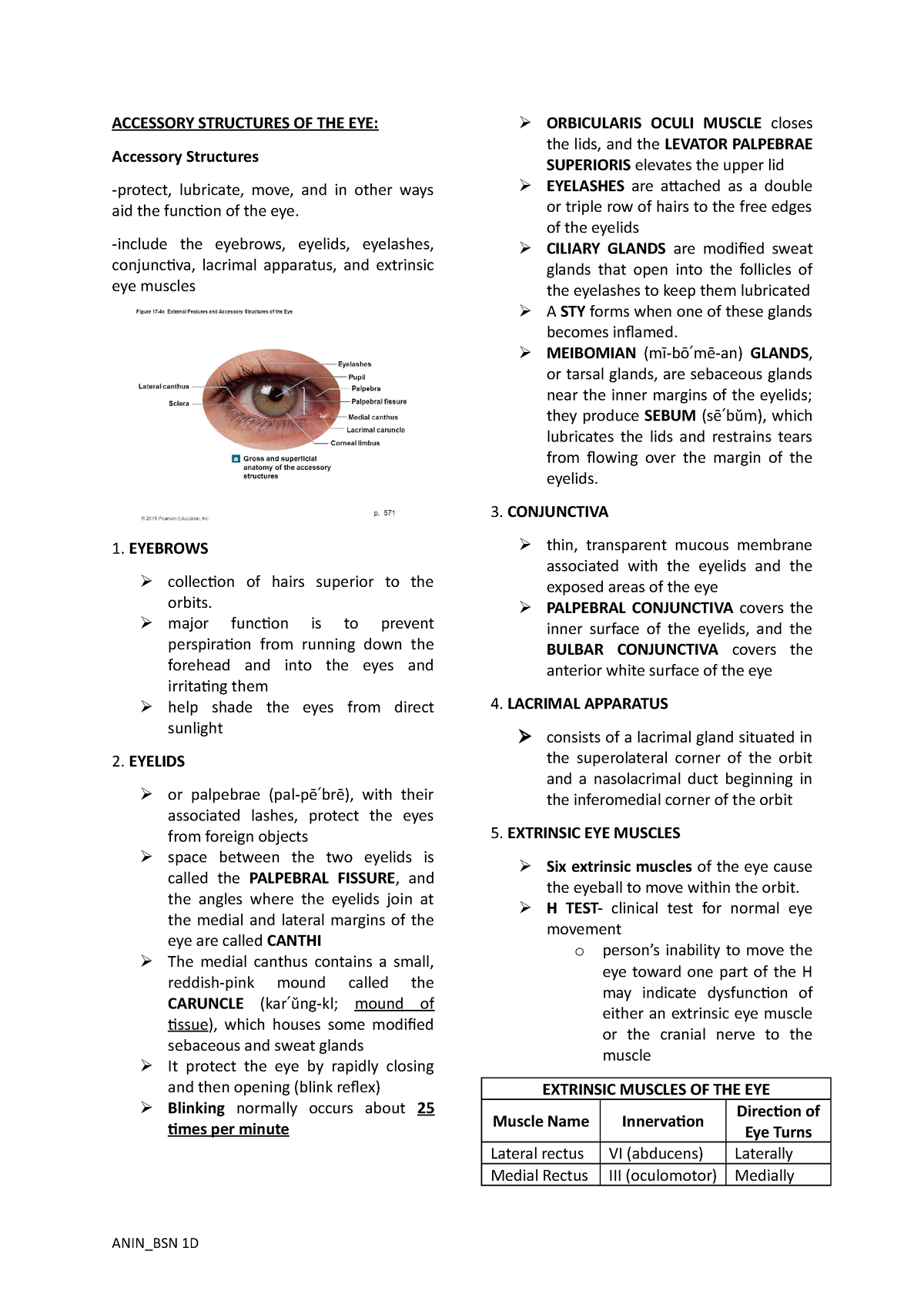 anatomy-of-the-eye-notes-accessory-structures-of-the-eye-accessory