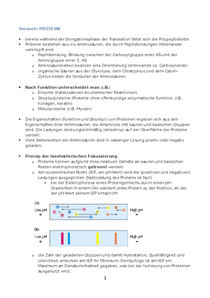 Biochemie Zusammenfassung Biochemie Vorlesung Proteine Allgemeines