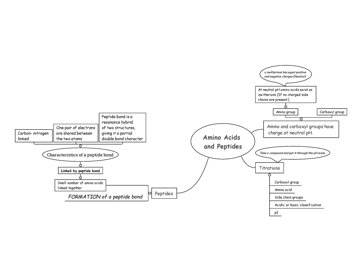 Amino Acids Mind Map 4454