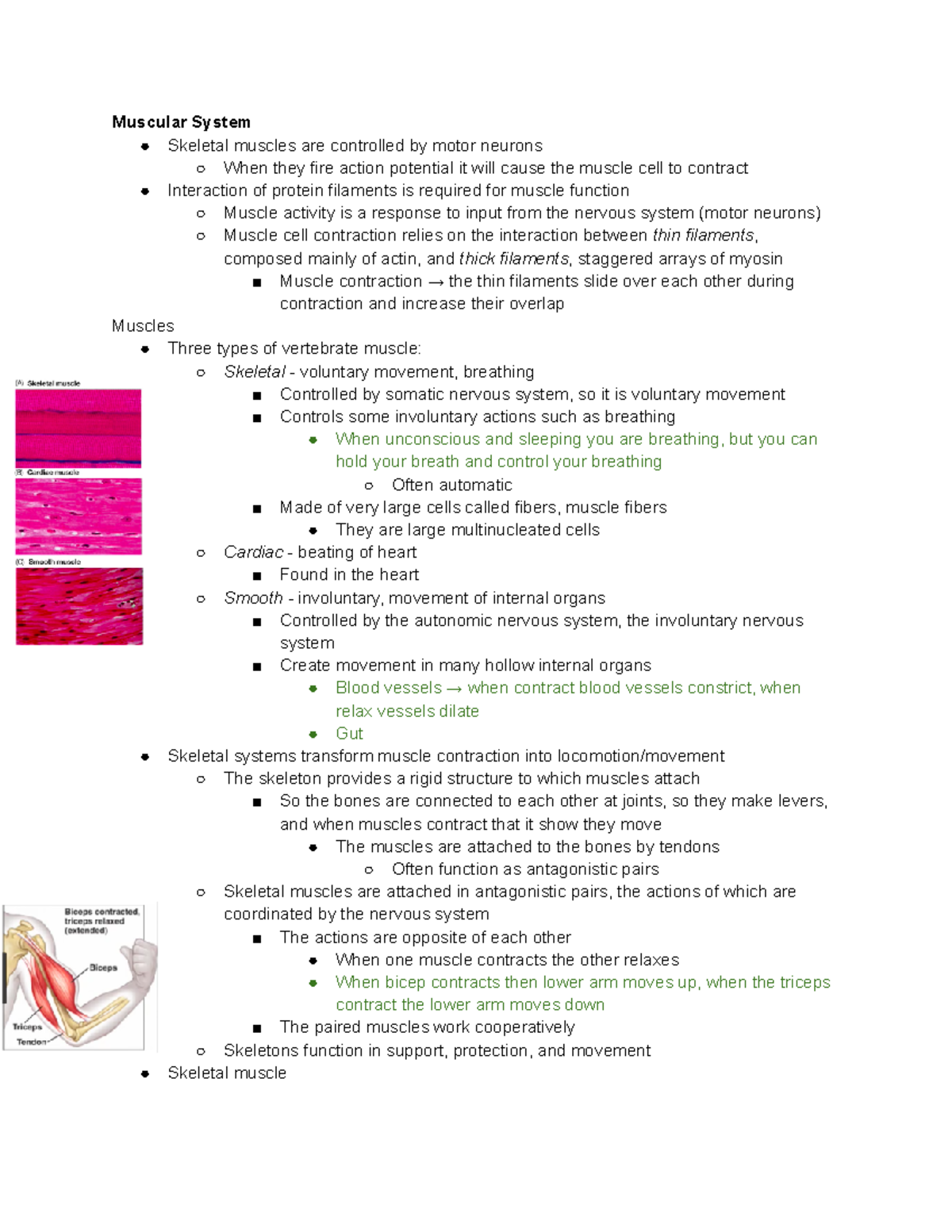Muscular System - Notes - Muscular System Skeletal muscles are ...