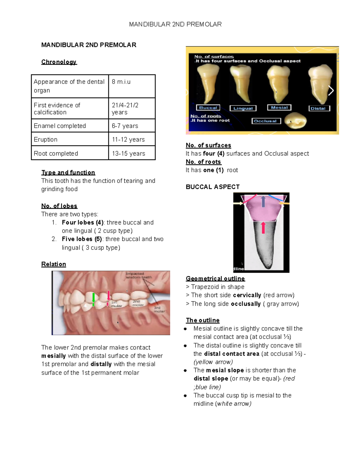 Oral Anatomy- Mandibular 2nd Premolar - MANDIBULAR 2ND PREMOLAR ...