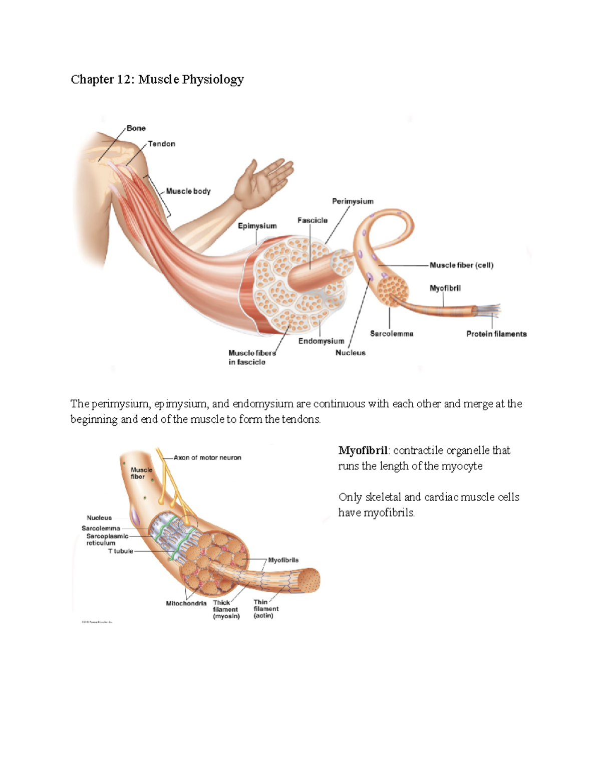 APK2105C Exam 3 Notes Chapter 12 Muscle Physiology The perimysium