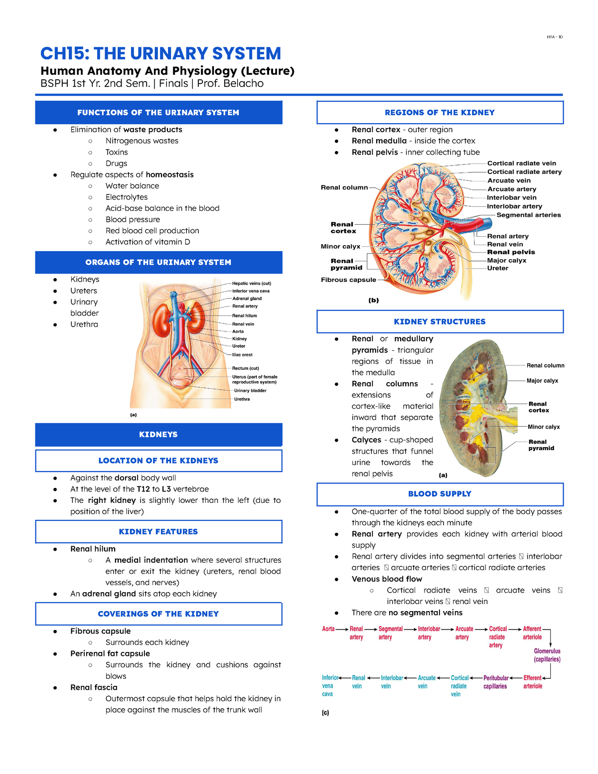 Anaphy Lec-ch15 - Just Sharing - Ch15: The Urinary System Human Anatomy 