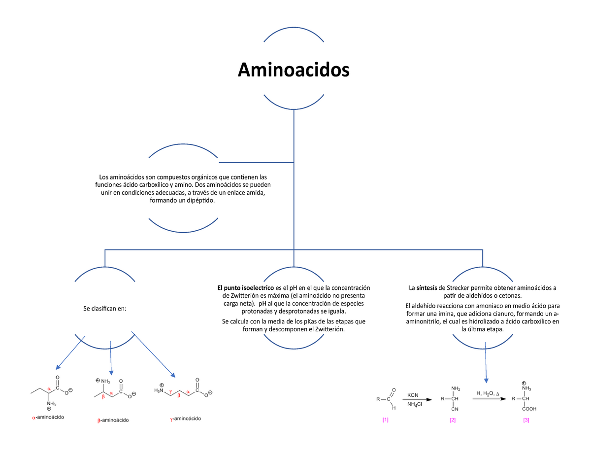 Aminoacidos Aminoacido Mapa Conceptual Udocz Images 0467