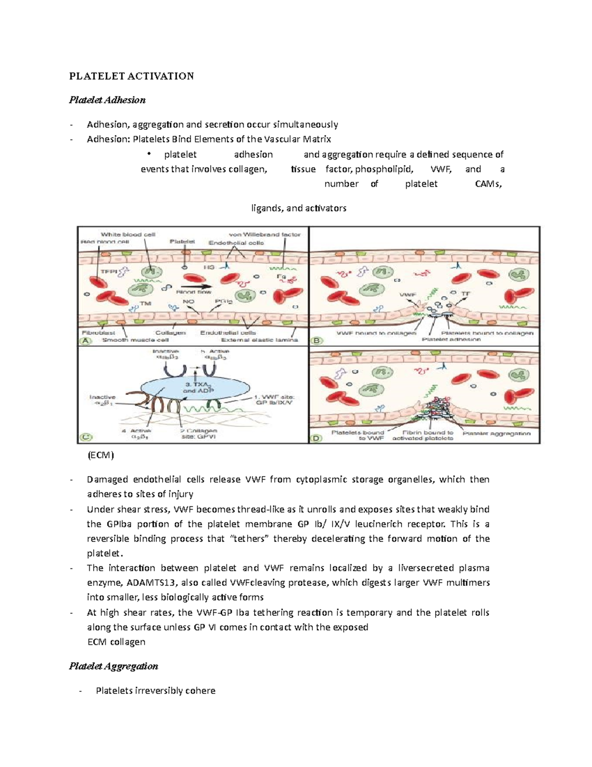 Platelet Activation PLATELET ACTIVATION Platelet Adhesion Adhesion
