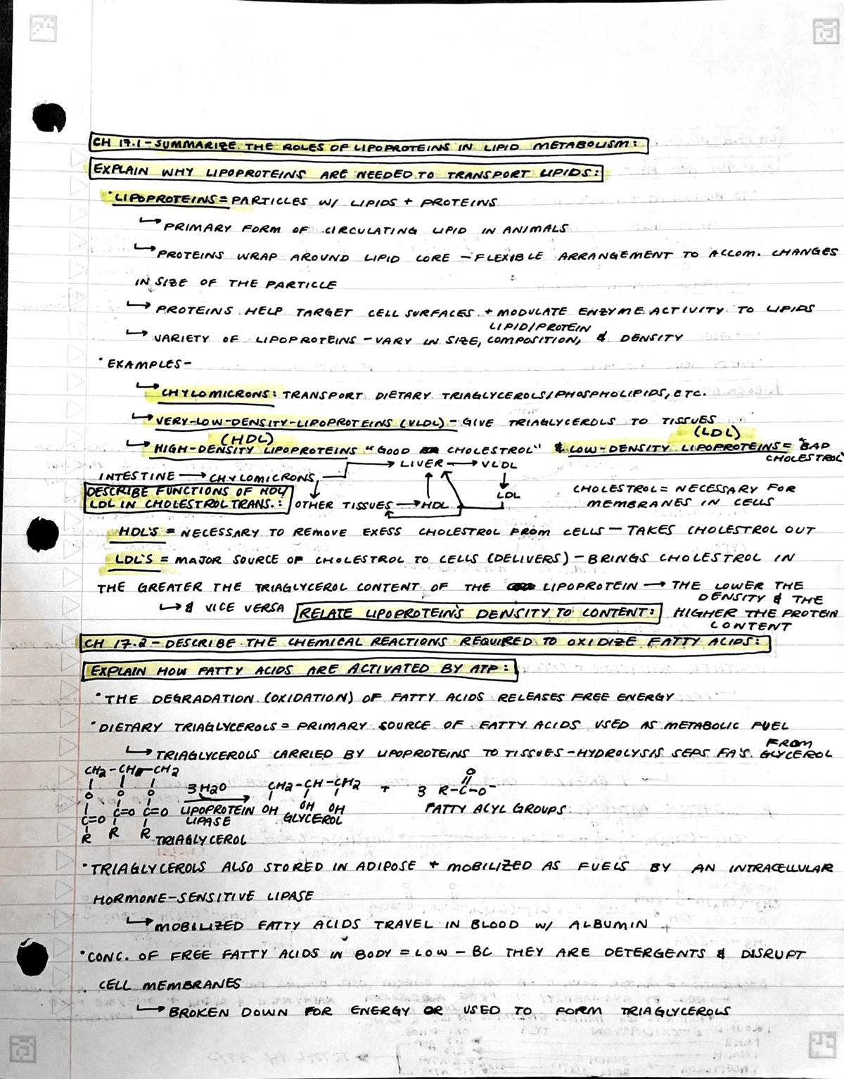 UNL BIOC 401 CH 17 Notes - BIOC 401 - Studocu