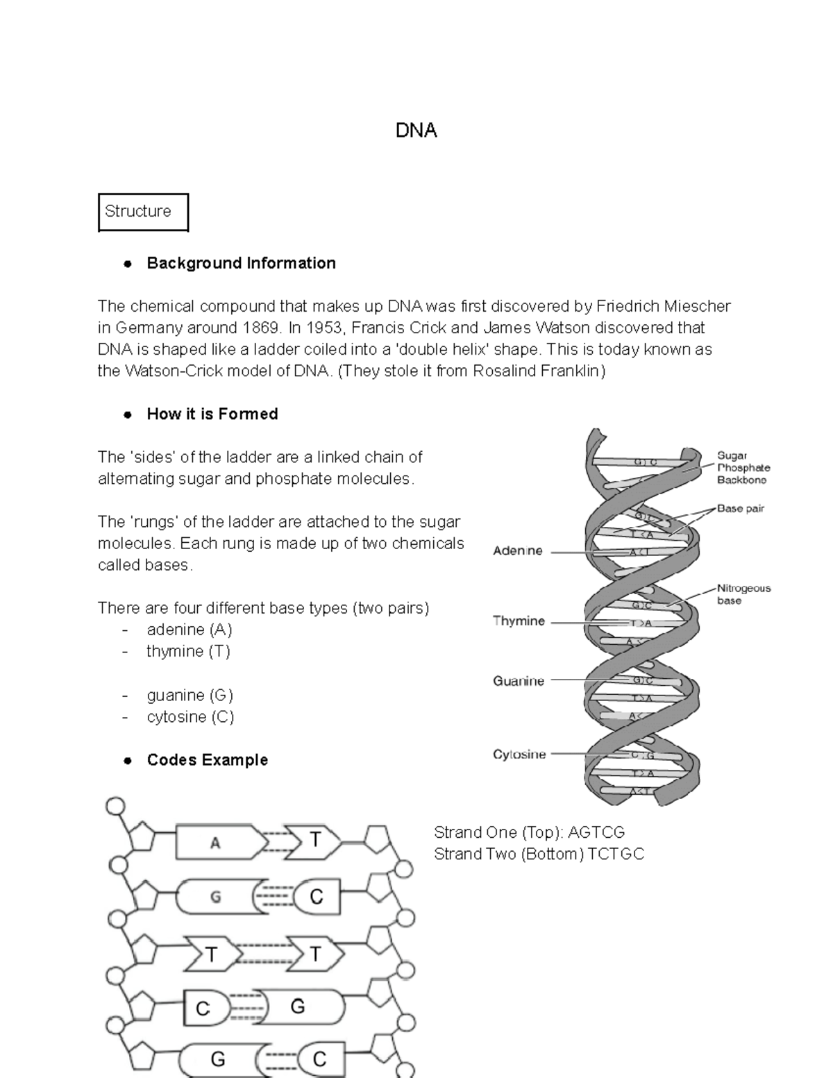 Year 10 Science Notes - DNA Structure Background Information The ...