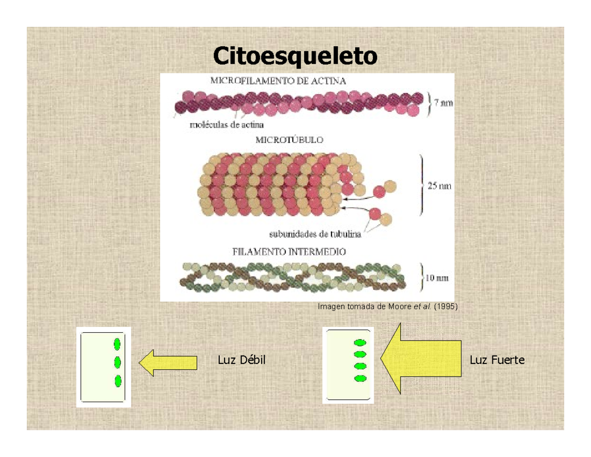 Cap. II Bo 2. Citologia II Citoesqueleto Luz Débil Luz Fuerte