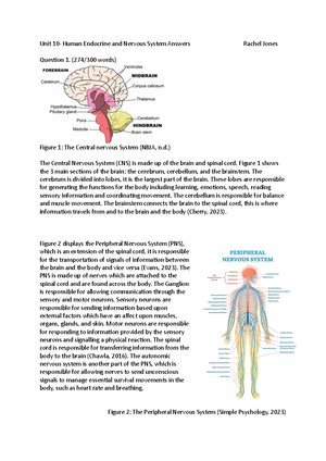 Resubmission of Endocrine and nervous system - UNIT 10 ASSIGNMENT: THE ...