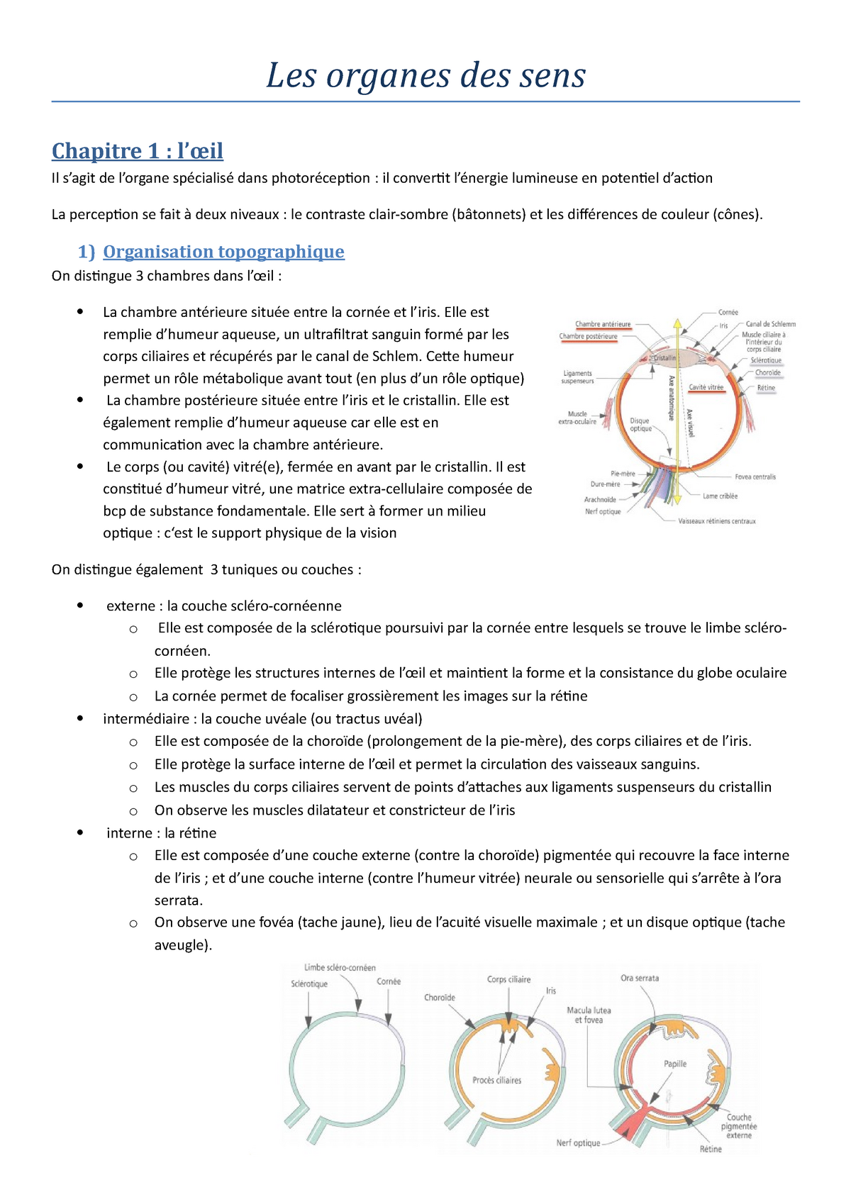 Histologie Spéciale Xii 2 Les Organes Des Sens Chapitre 1 Lœil Il