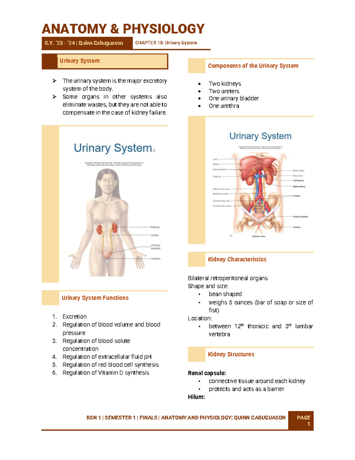 Chapter 18 Urinary System - S. ‘23 - ‘24 | Quinn Cabuguason CHAPTER 1 8 ...