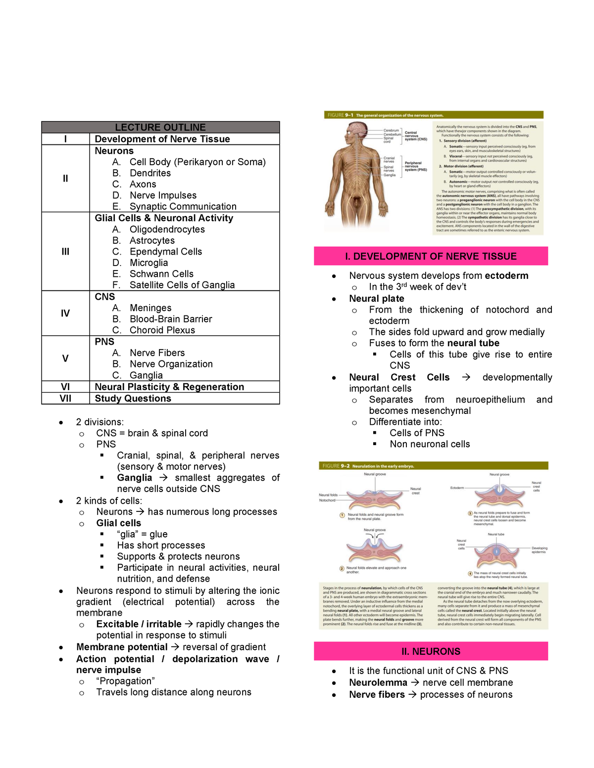 Histo- Chap 9 - Nervous System - LECTURE OUTLINE I Development of Nerve ...