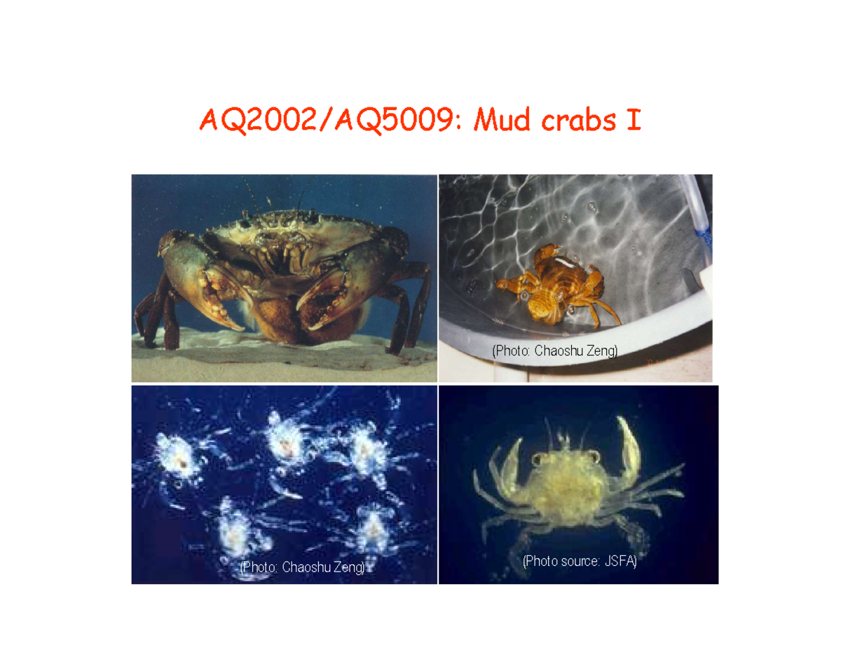 L6 Wk3 - Mud crabs 1 - (Photo: Chaoshu Zeng) (Photo: Chaoshu Zeng ...