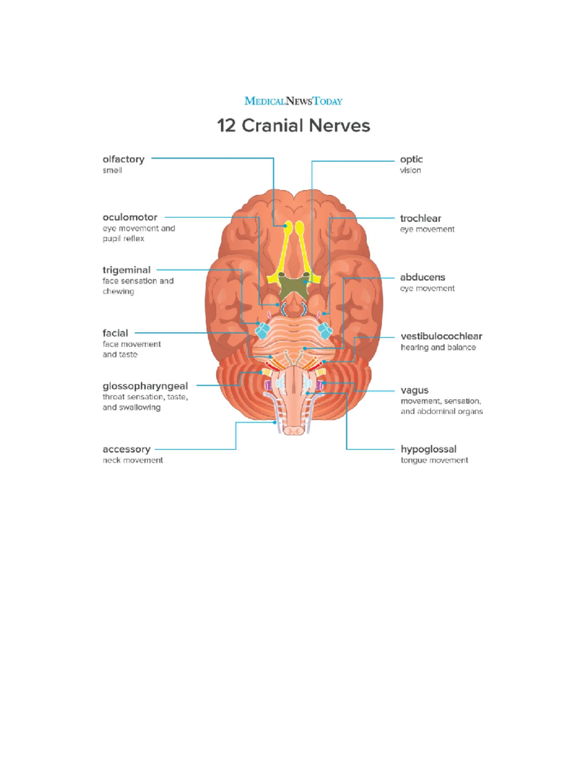 CN - Cranial nerves - Nursing - Studocu
