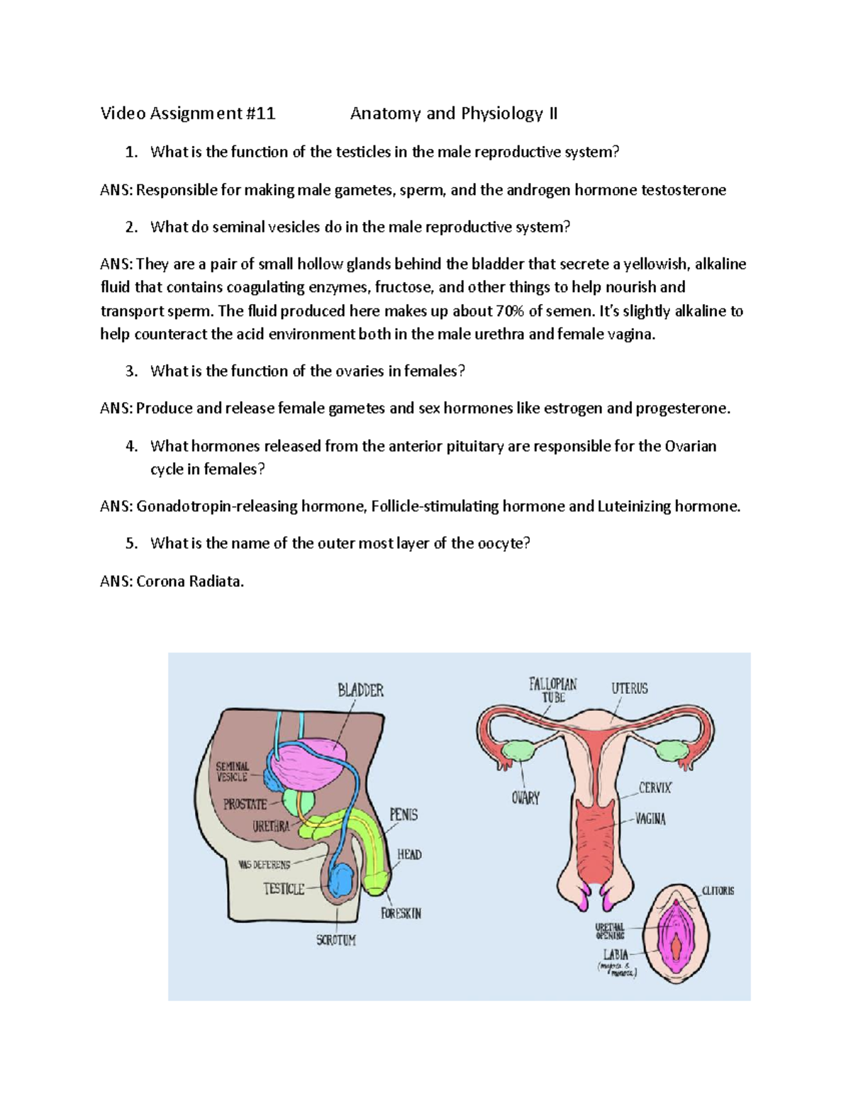 reproductive system terms assignment