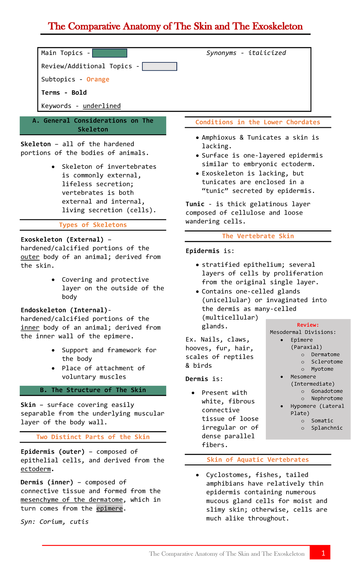 The Comparative Anatomy of The Skin and The Exoskeleton Reviewer - Main ...