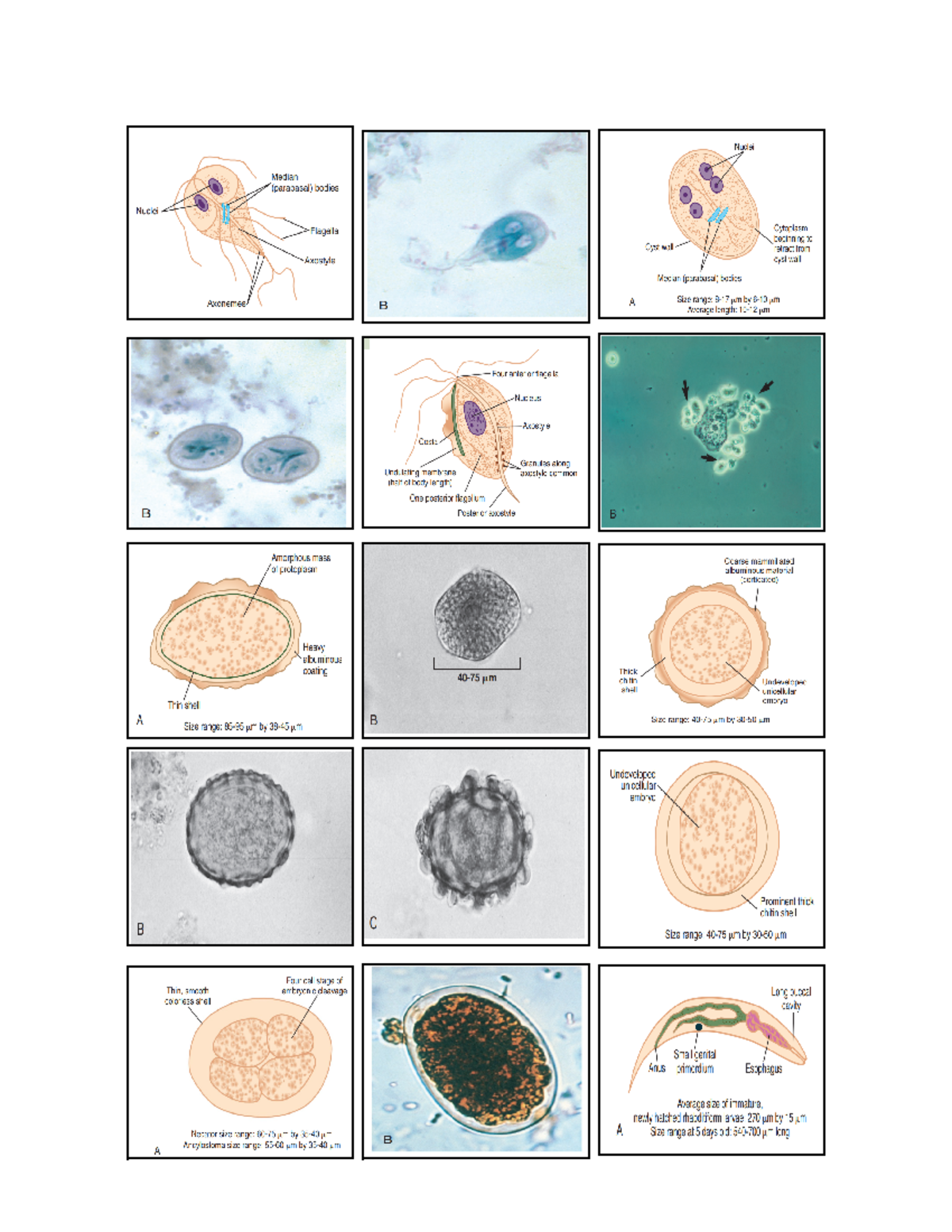 Copy of Final Parasit PICS 1 - Microbiology and Parasitology - Studocu