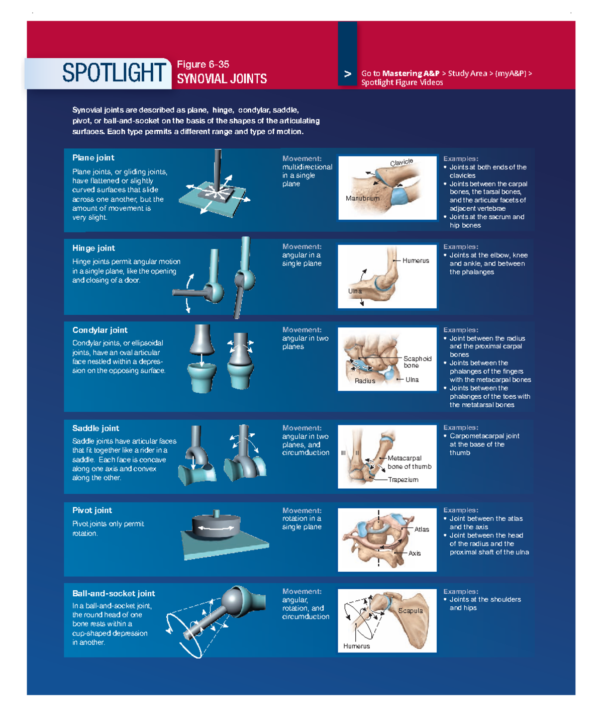 Spotlight Figure 6 - notes - Movement: multidirectional in a single ...
