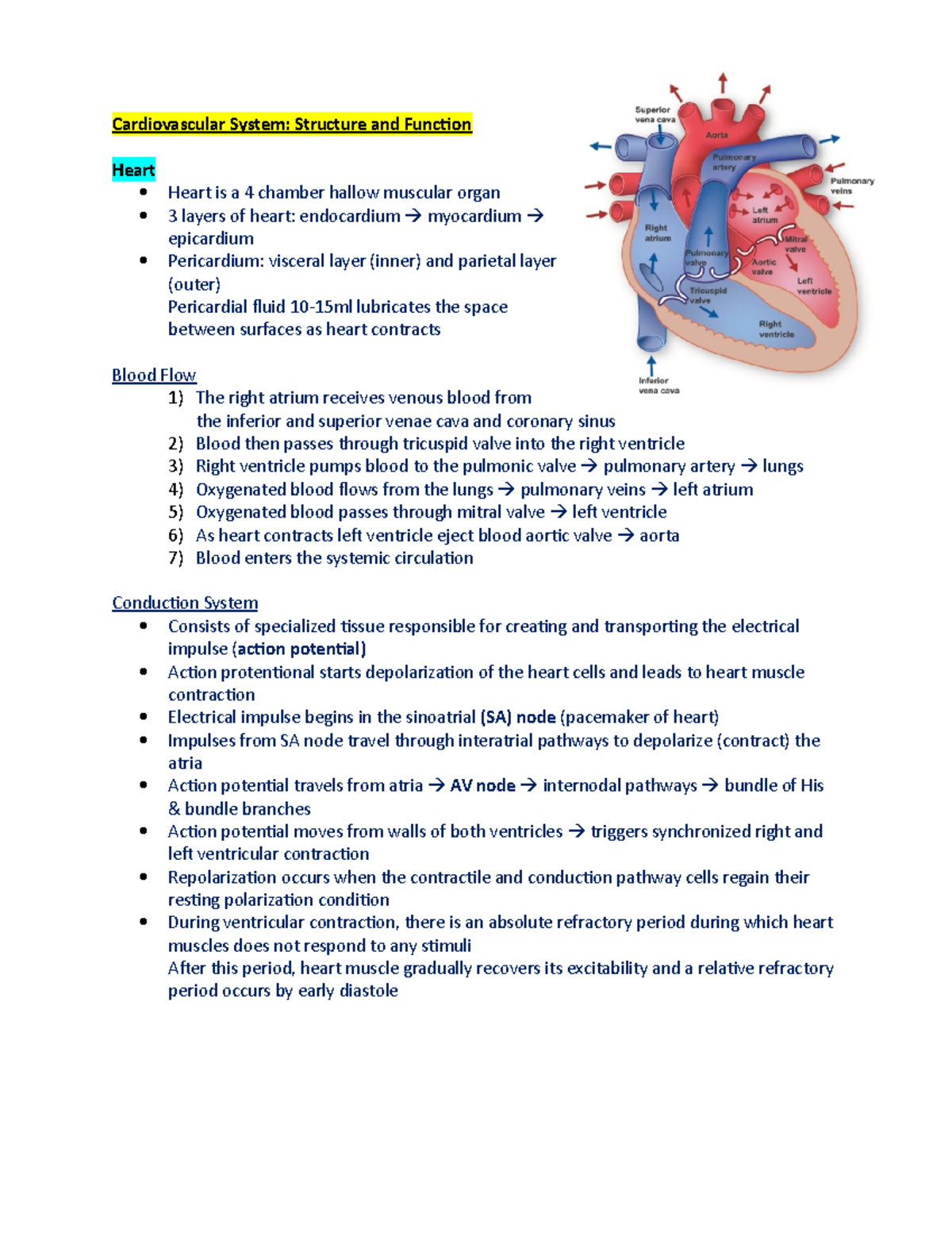 Cardiovascular System Notes - Cardiovascular System: Structure and ...