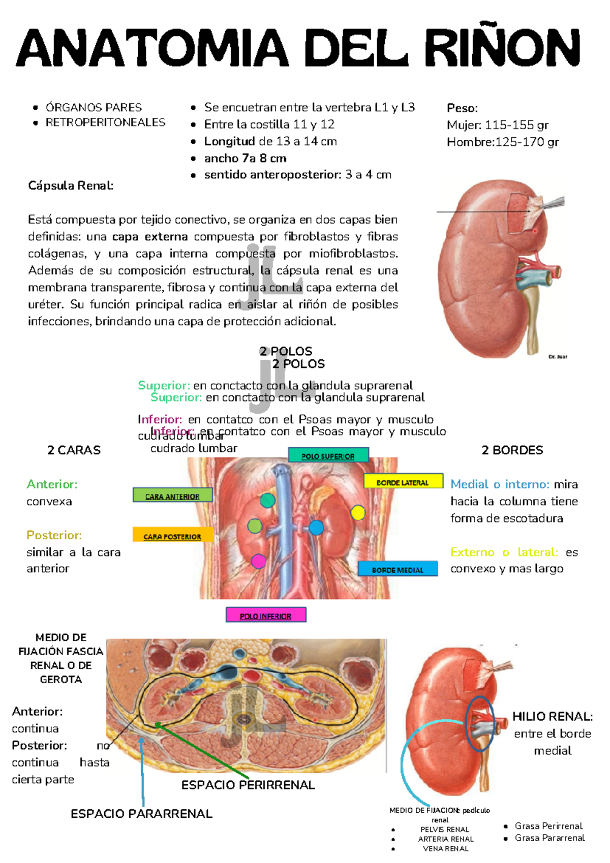 Anatomia DEL Riñon - jL ANATOMIA DEL RIÑON ####### ÓRGANOS PARES ...