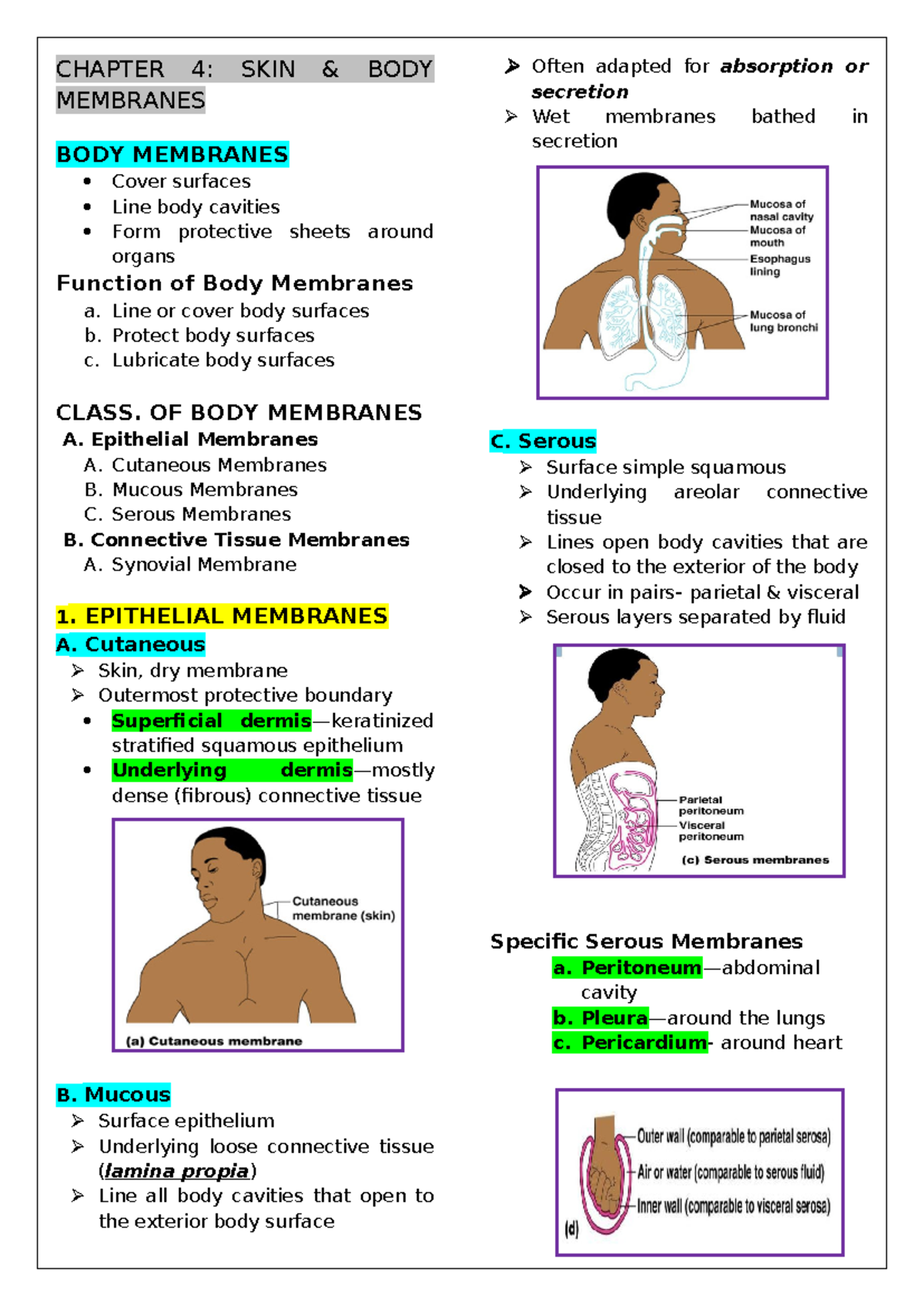 Chapter 4 Skin and Body Membranes - CHAPTER 4: SKIN & BODY MEMBRANES ...