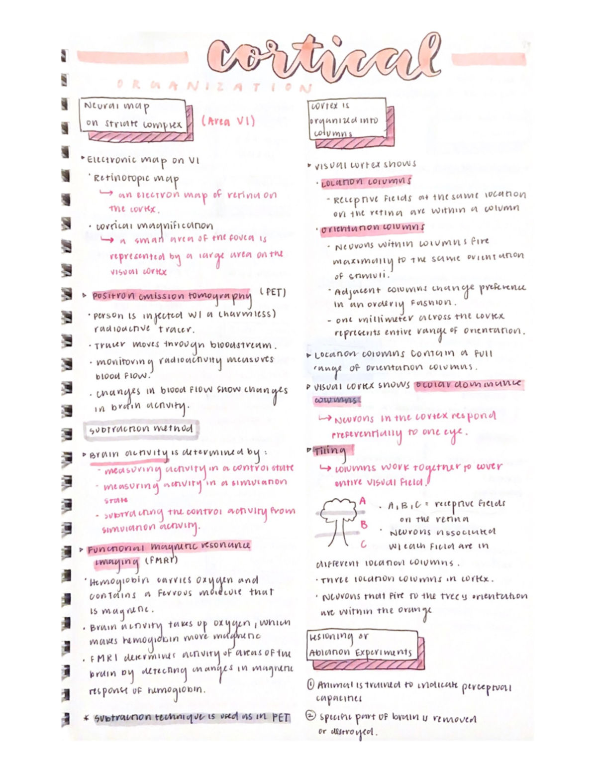 Cortical organization - PSYC 406 - Studocu