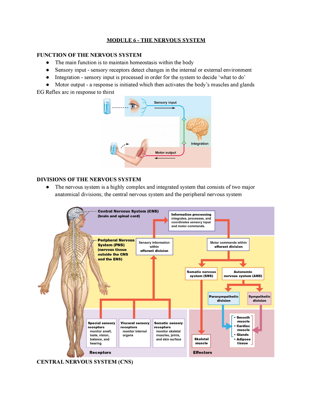 The Nervous System Module 6 The Nervous System Function Of The Nervous System The Main 4664