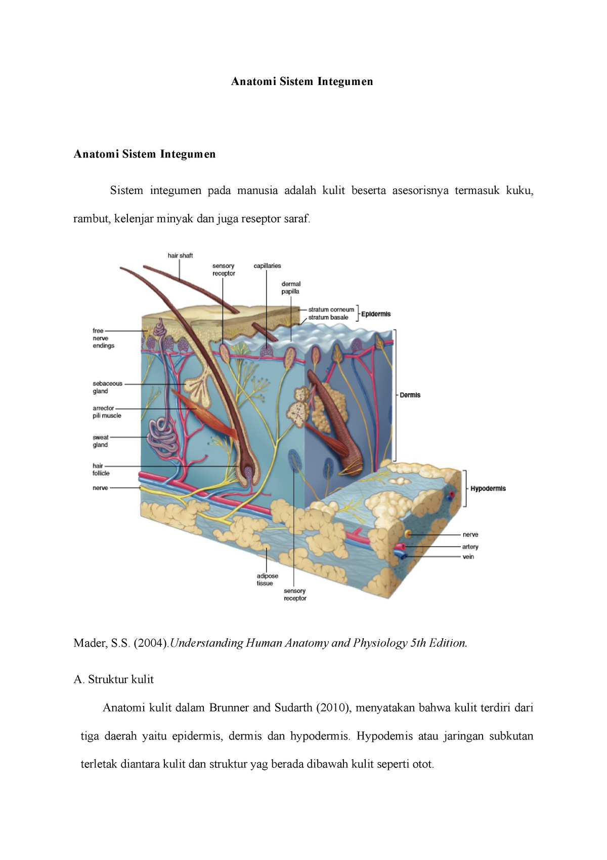 Anatomi Integumen Anatomi Sistem Integumen Anatomi Sistem Integumen