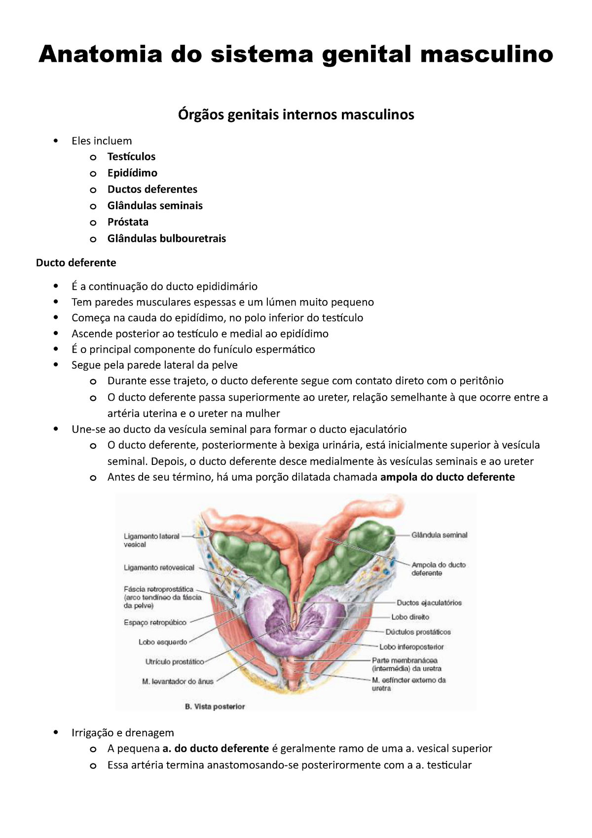 Anatomia do sistema genital masculino - Depois, o ducto deferente desce ...