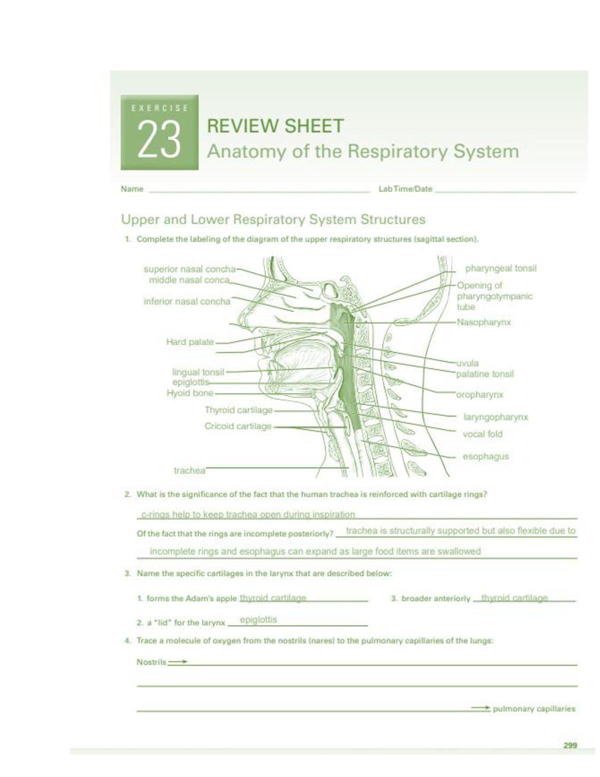 respiratory system homework