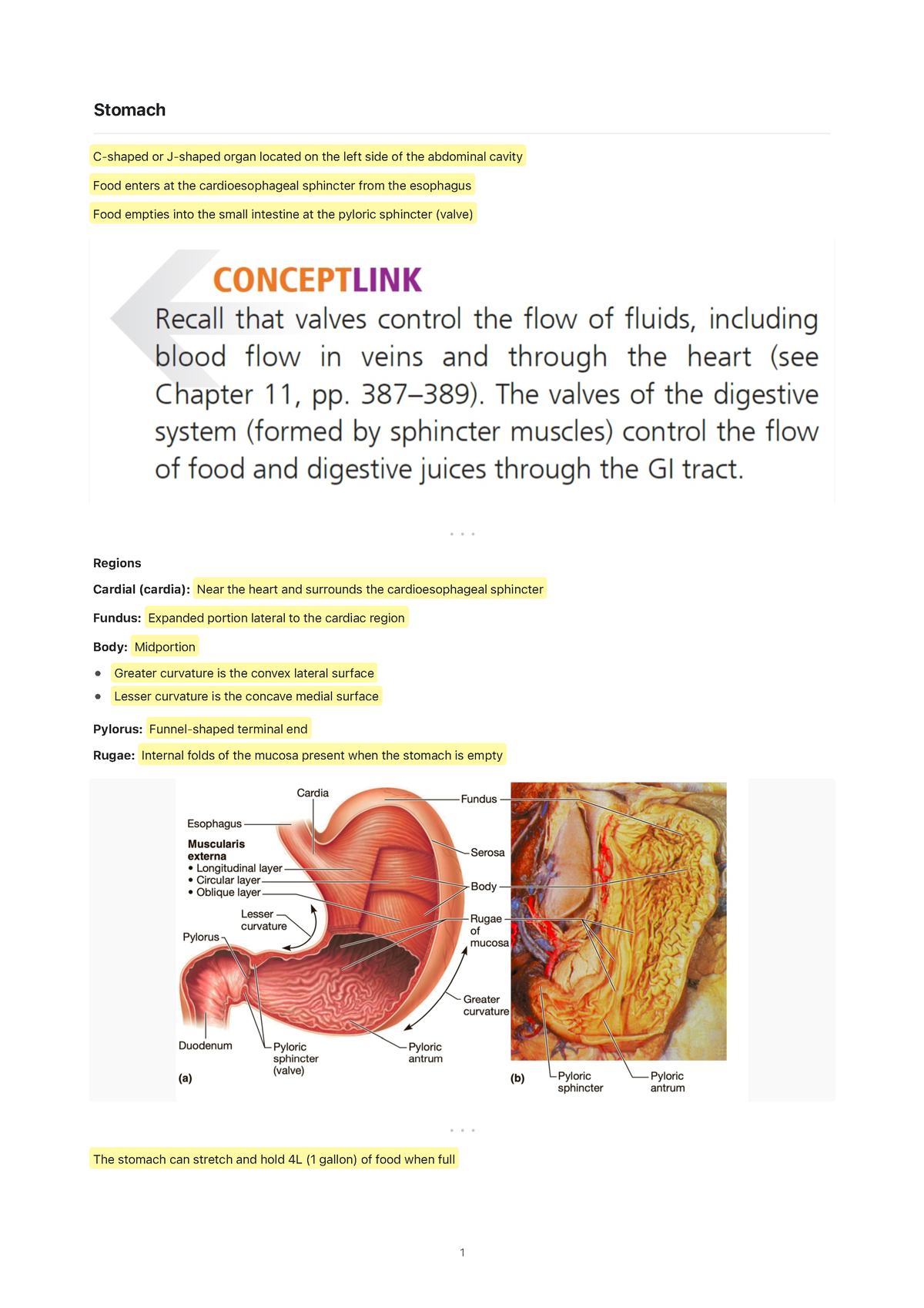 Stomach - Studocu