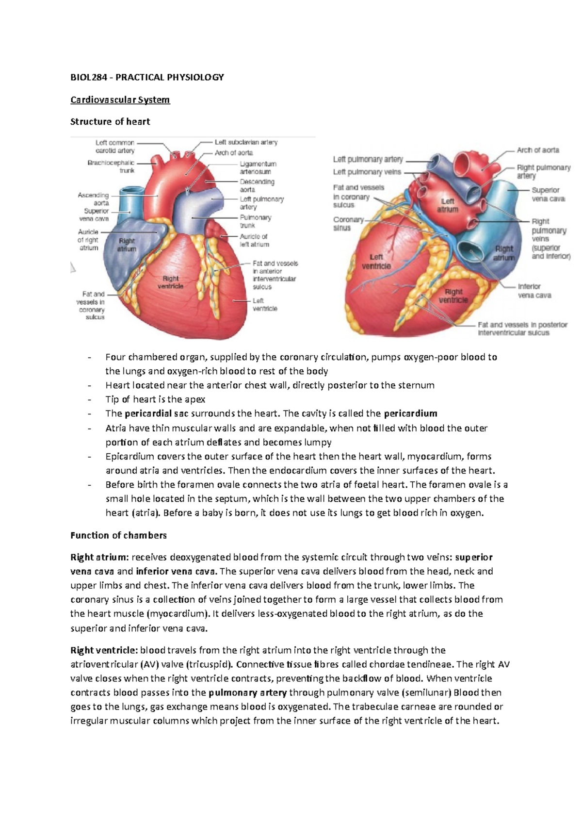 Cardiovascular system notes for BIOL284 - BIOL284 - PRACTICAL ...