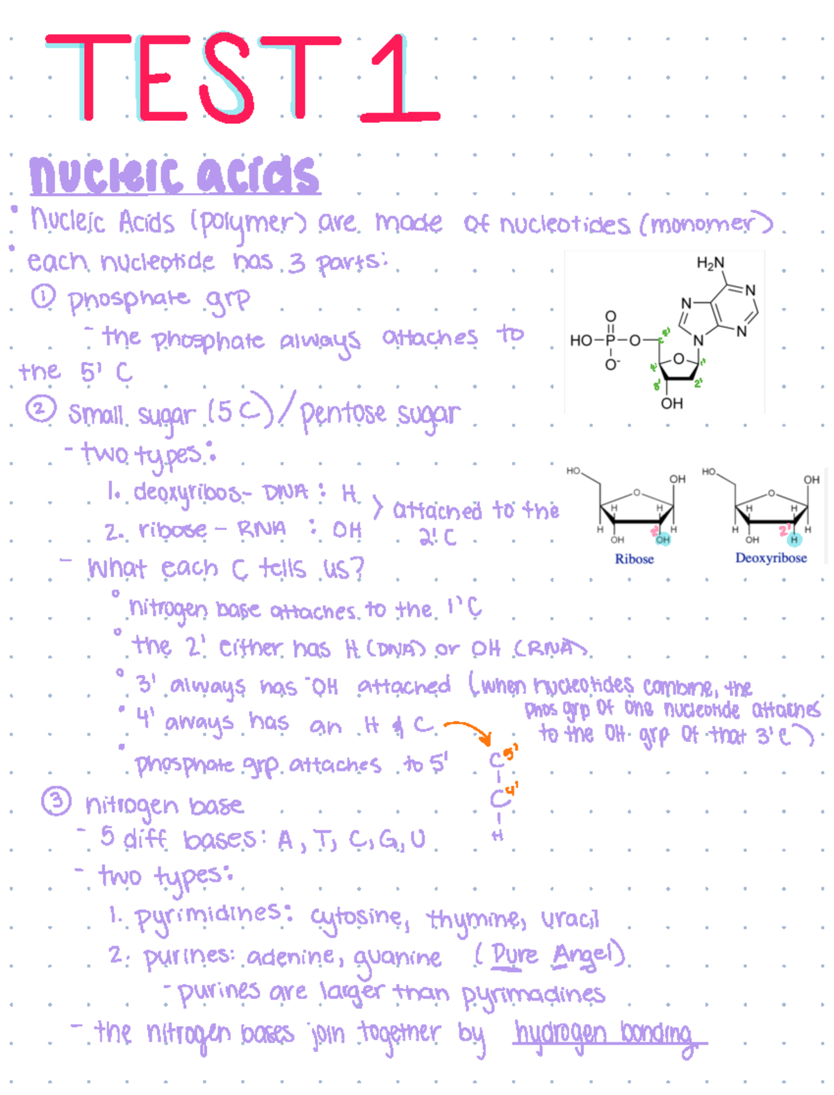 Test 1 Combined Notes S nucleic acids nucleic Acids polymer are made