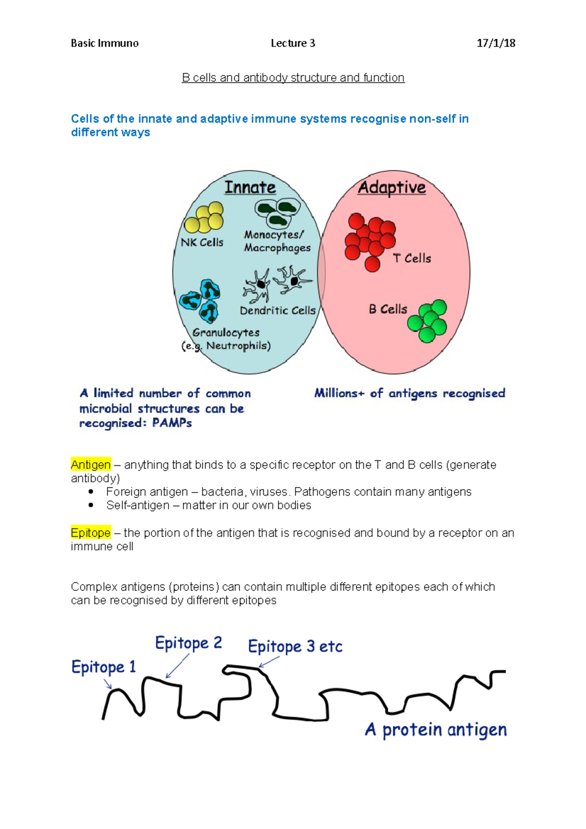 B Cells And Antibody Structure And Function - Basic Immuno Lecture 3 17 ...