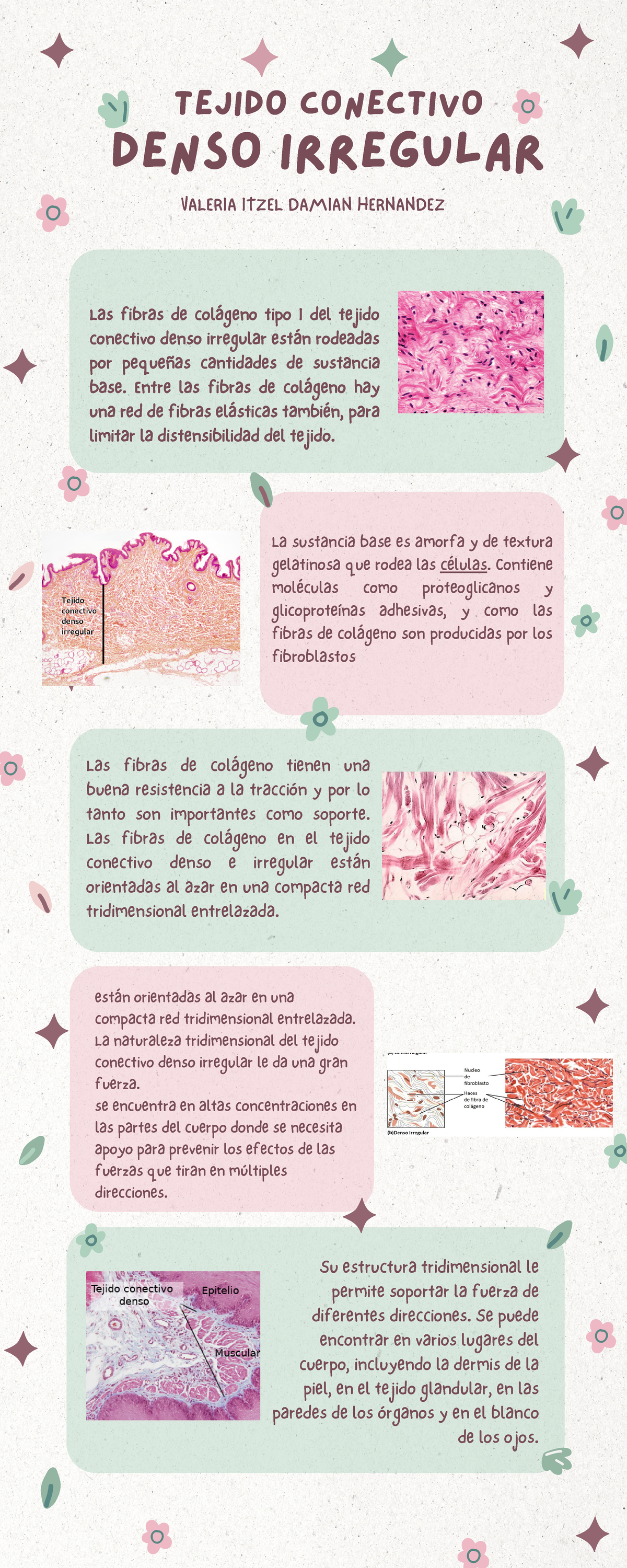 Infografia H Istologia (1) - Las fibras de colágeno tipo I del tejido ...