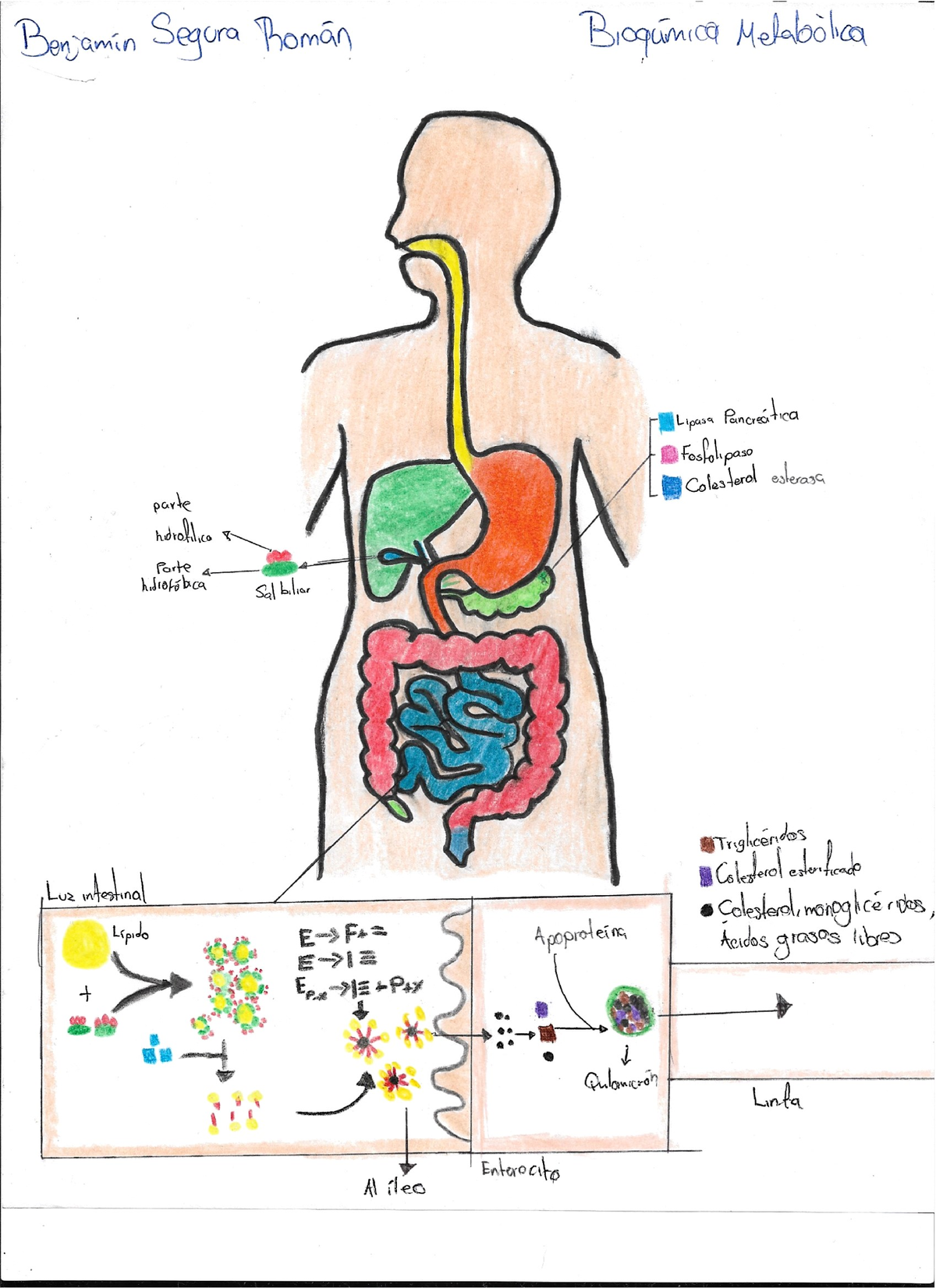 Bioquímica Metabólica Act Q - Bioquímica Metabólica - Studocu