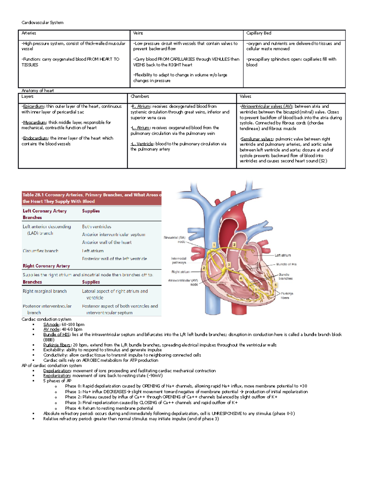 lab assignment heart arteries veins ecg