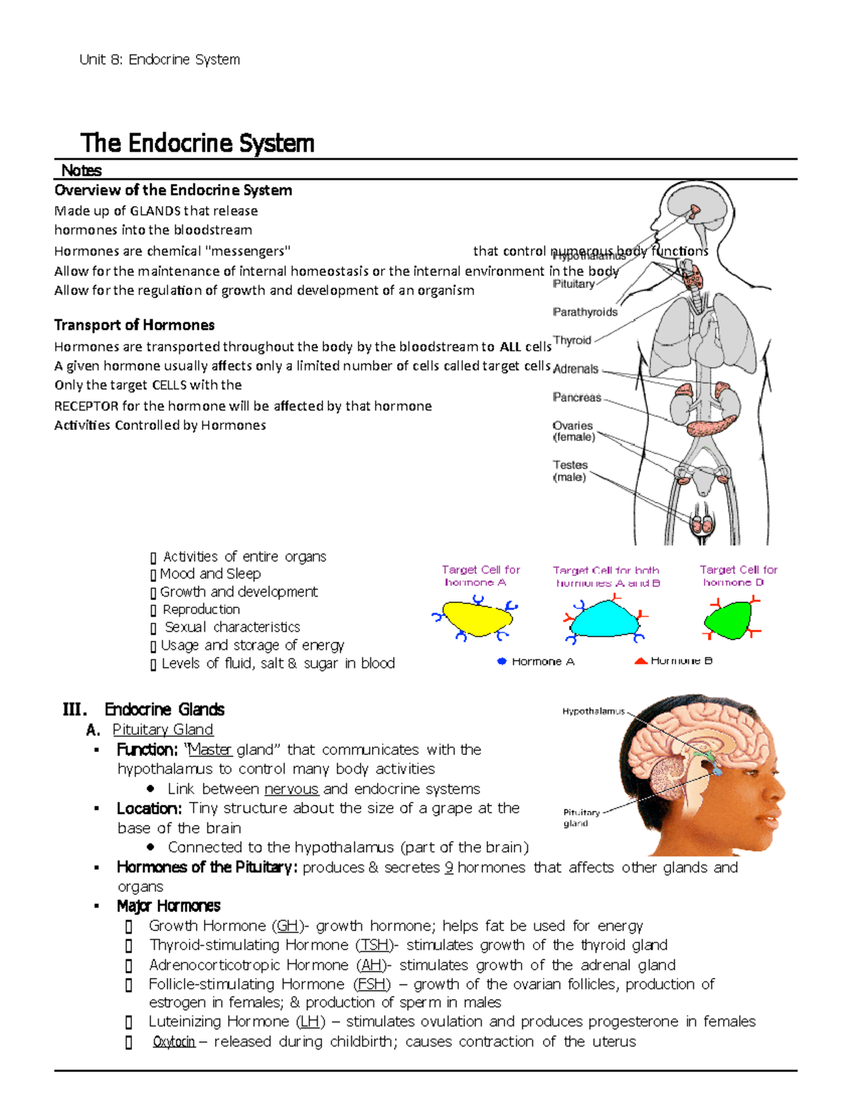 The Endocrine System - Fill it in Notes completed - The Endocrine ...