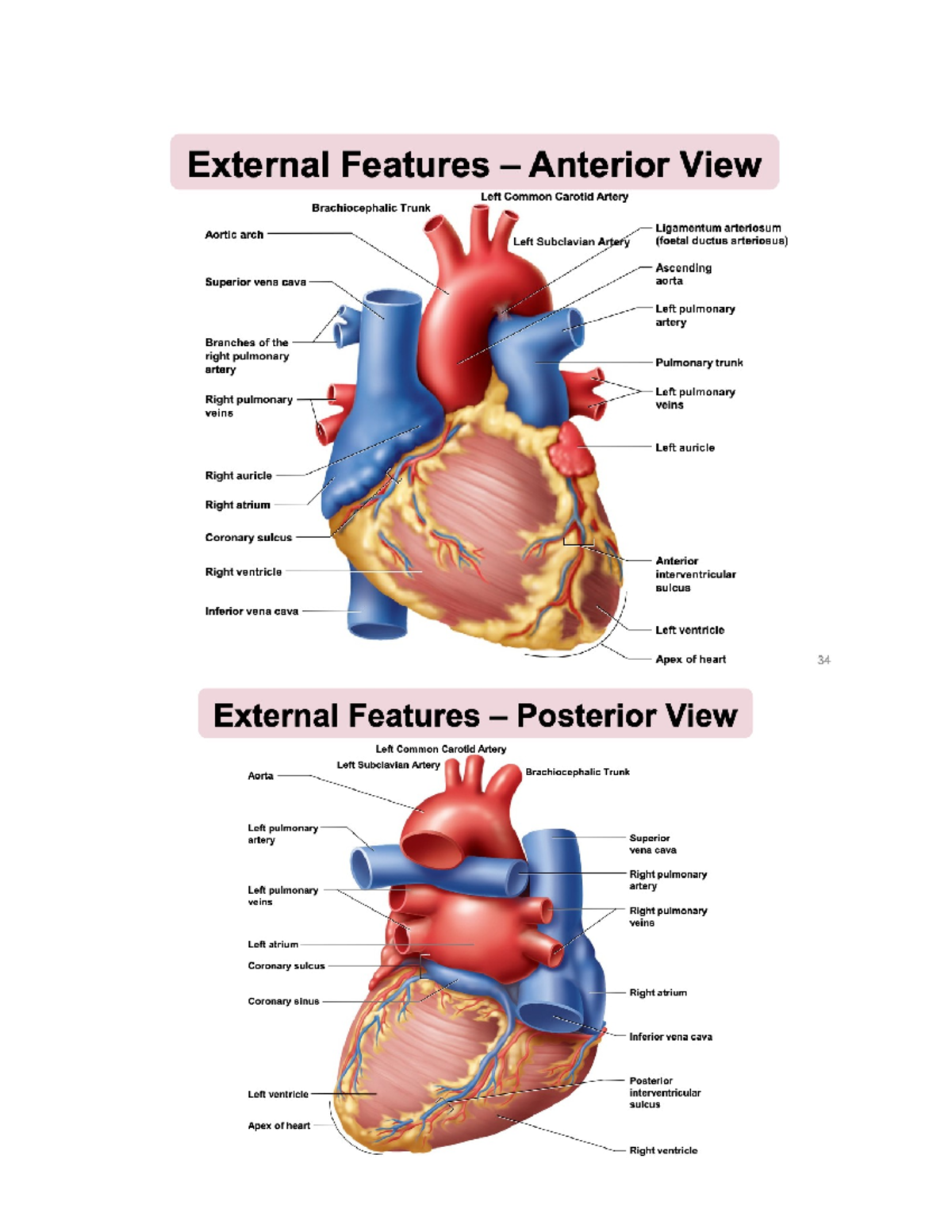 HAPS TWO - images to help memorise - External Features Anterior View ...